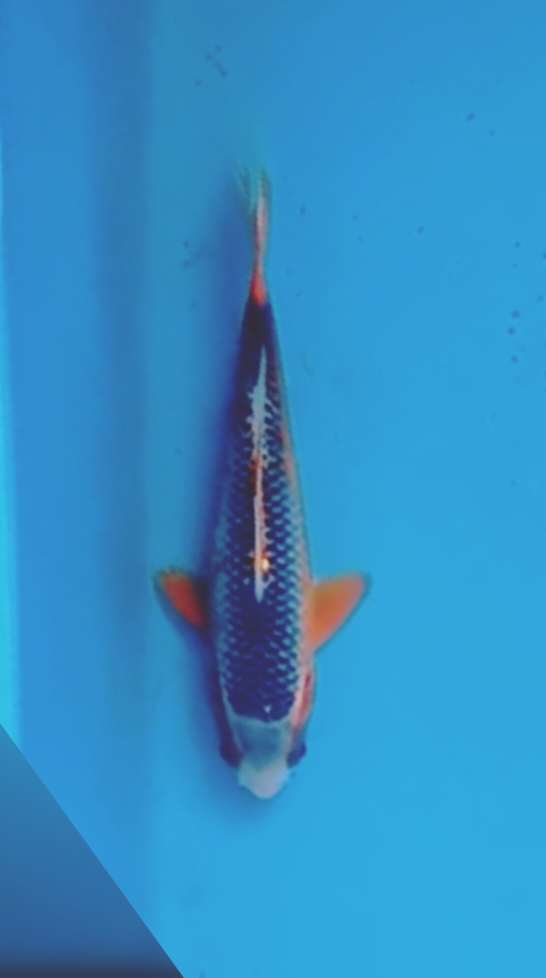 MINION ASAGI BAHAN KEPPING ISTIMEWA OWNER BOJONEGORO 17cm