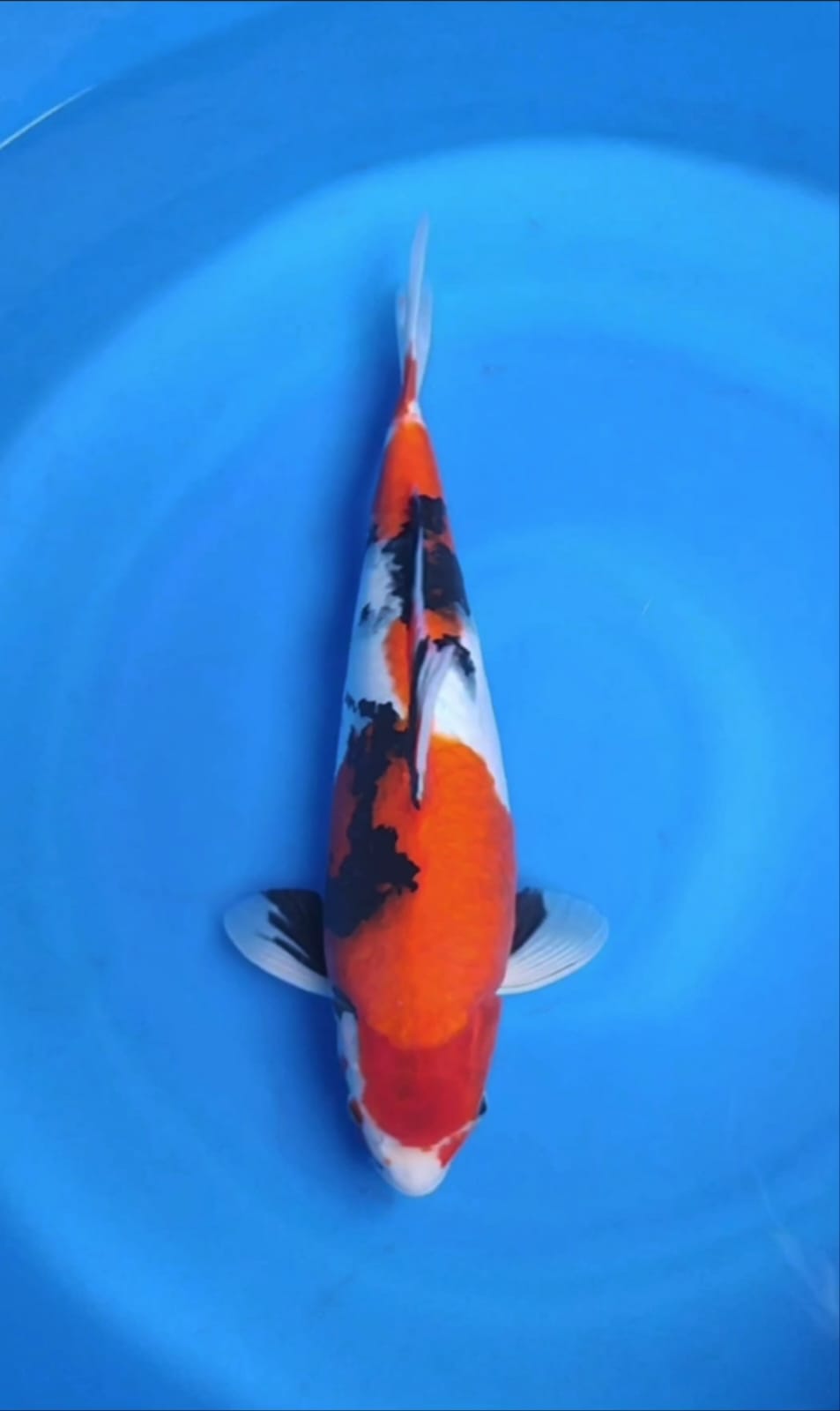SHOWA SANSOKU F40cm