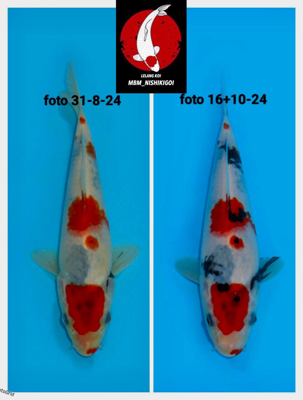 KINDAI SHOWA TATEGOI BAHAN KEEP MALE 19cm