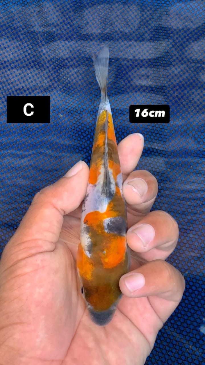SHOWA DOITSU 1 EKOR 16cm