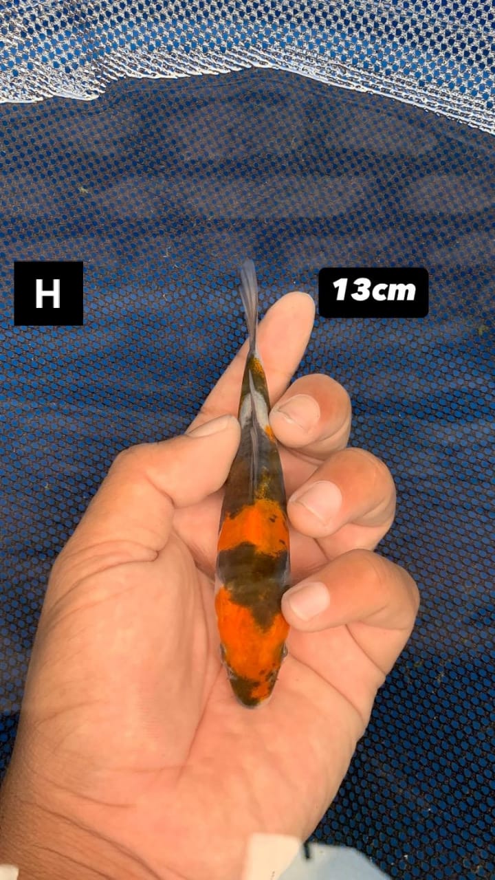 SHOWA DOITSU 1 EKOR 13cm