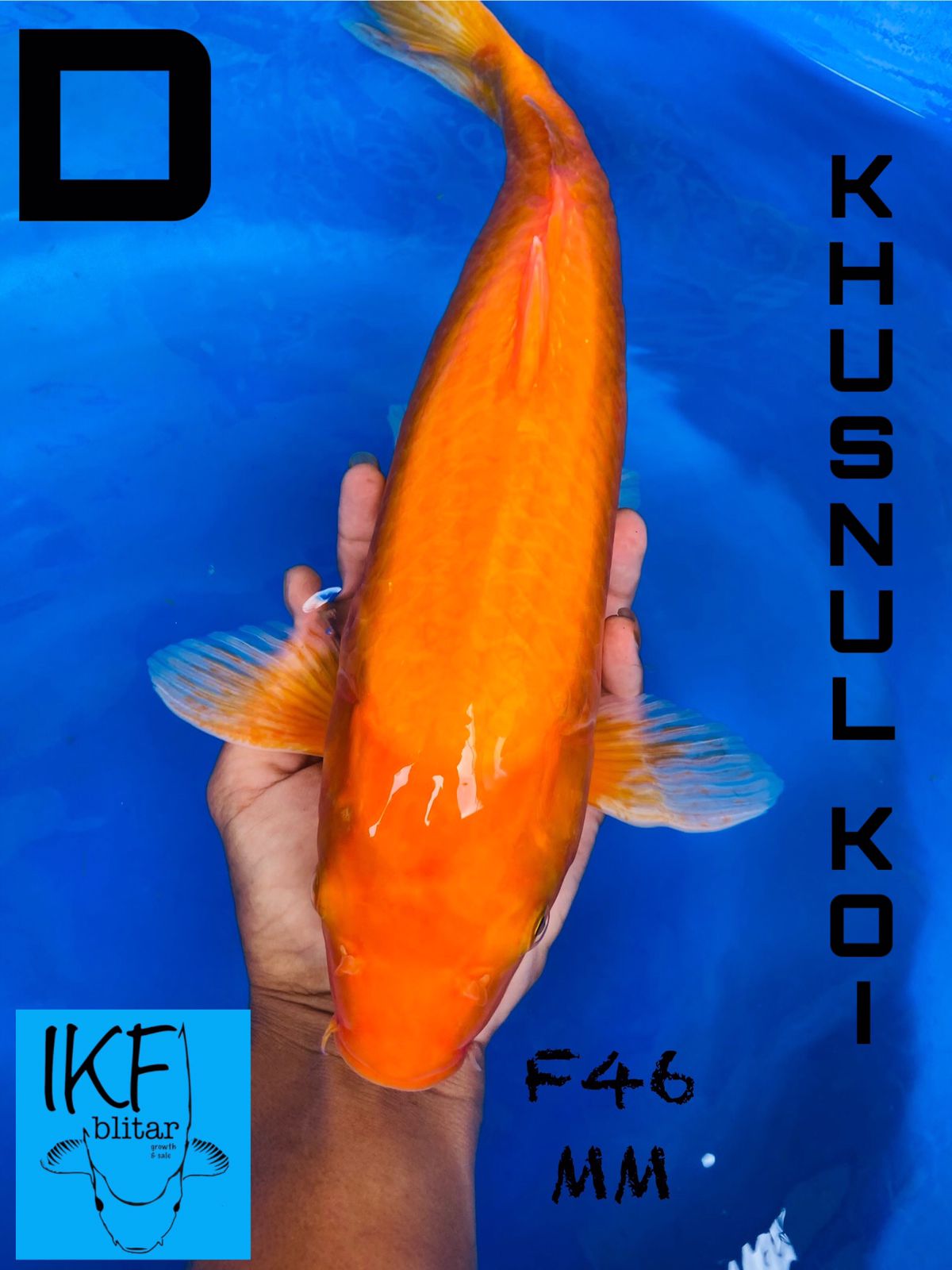 KARASI MATAMERAH BREEDER KHUSNUL 46cm