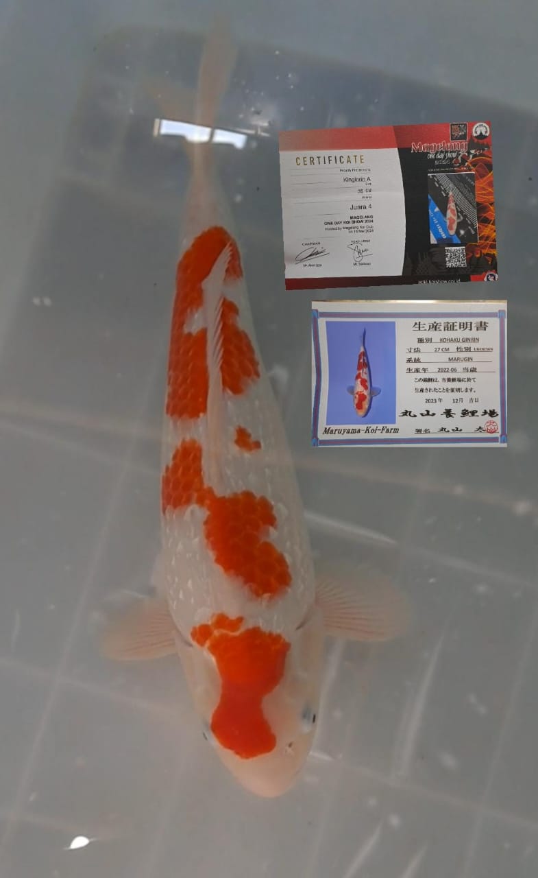 KOHAKU 44cm GINDRIN MARUYAMA KOI FRAM