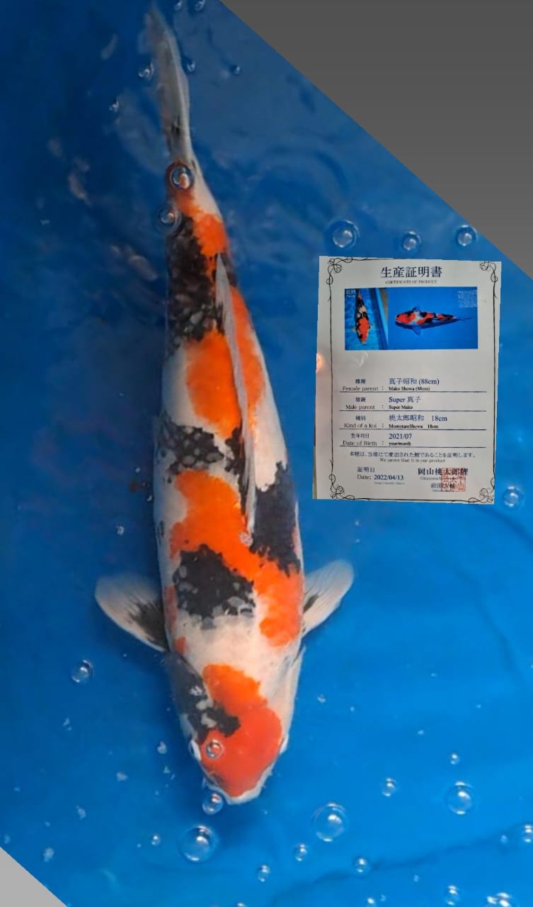 MAKO SHOWA 64cm MOMOTARO KOI FRAM