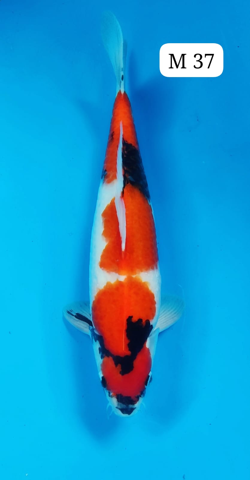 SHOWA M 37cm