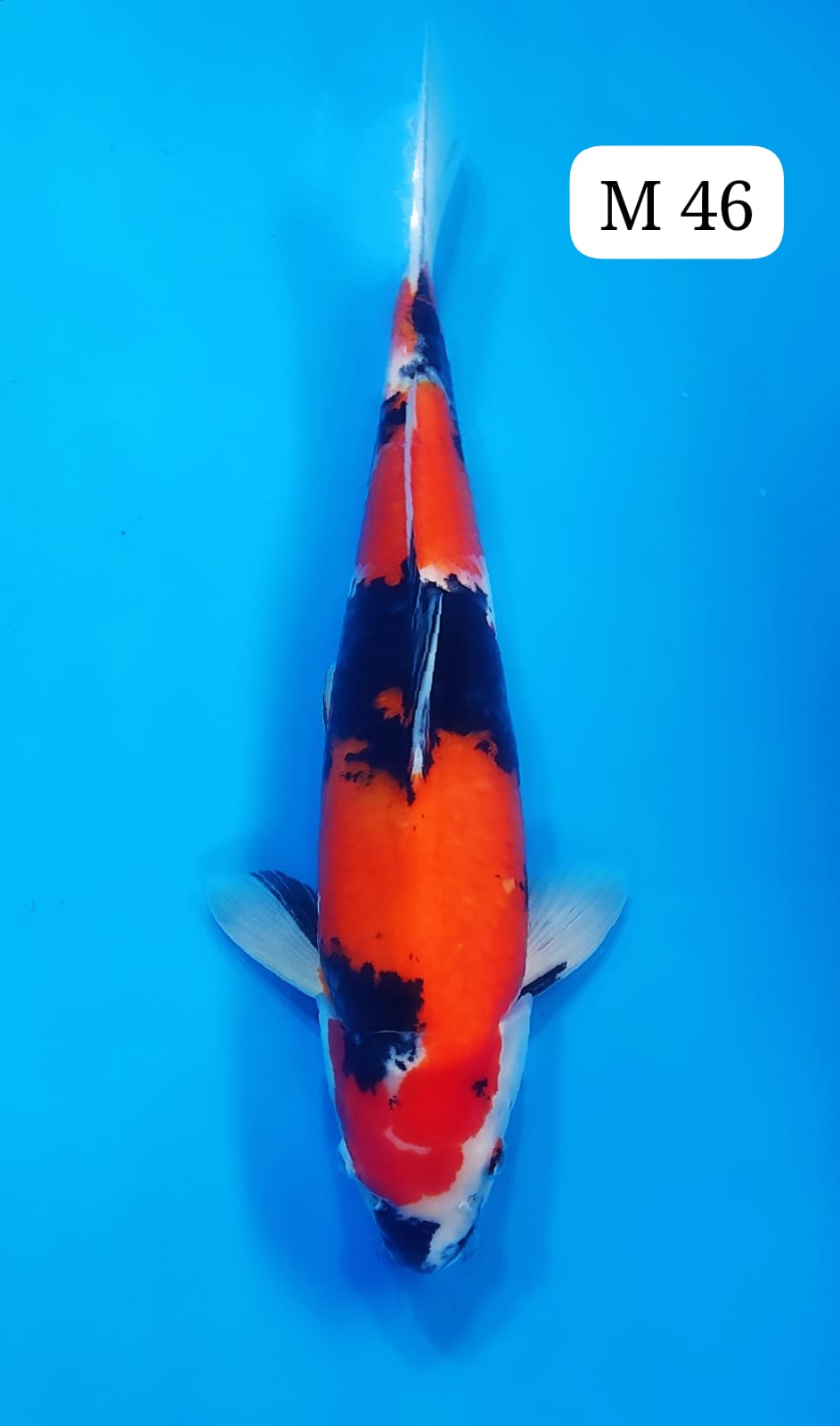 SHOWA M 46cm