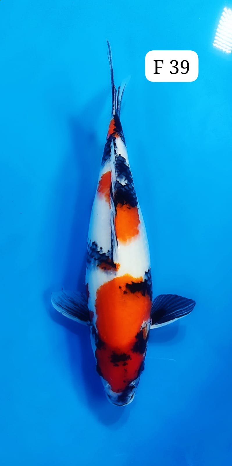 SHOWA F 39cm