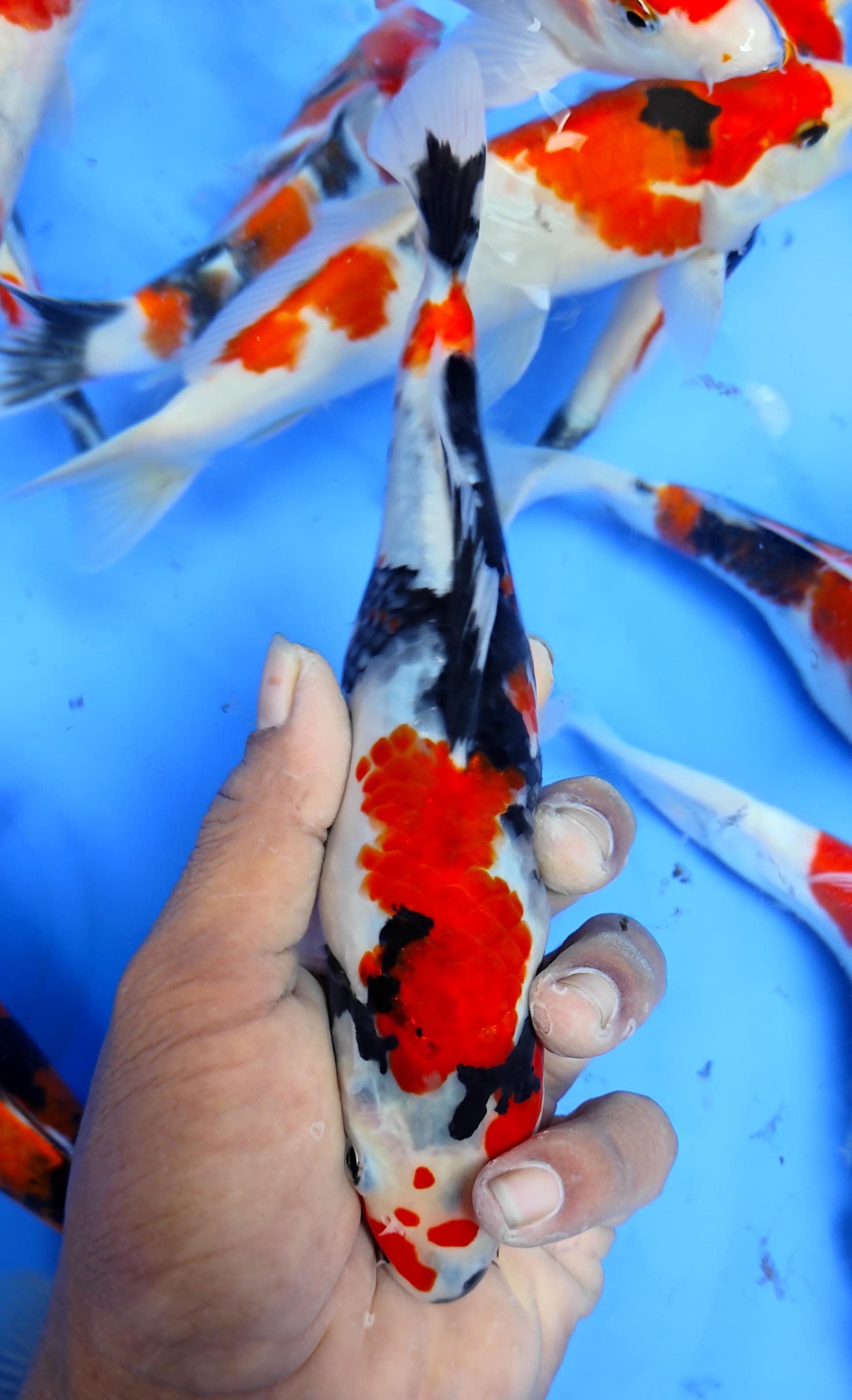 SHOWA 23cm