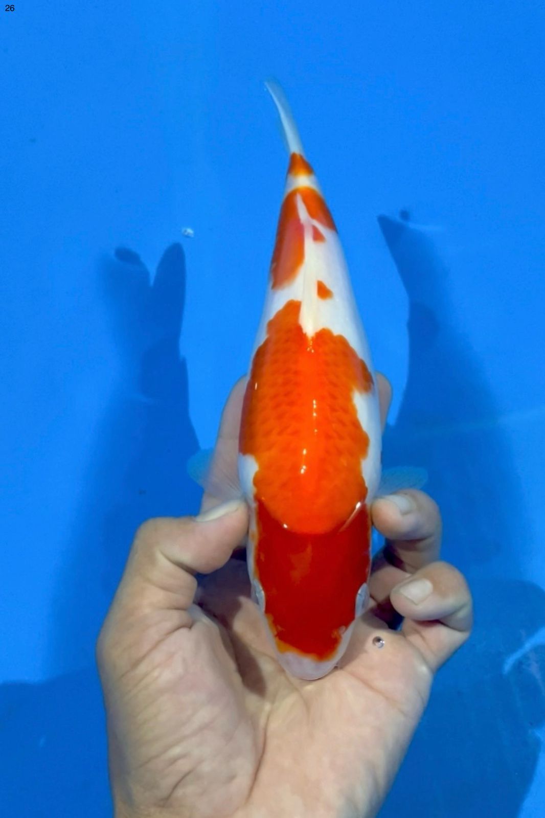 KOHAKU AKF BLOODLINE 26cm