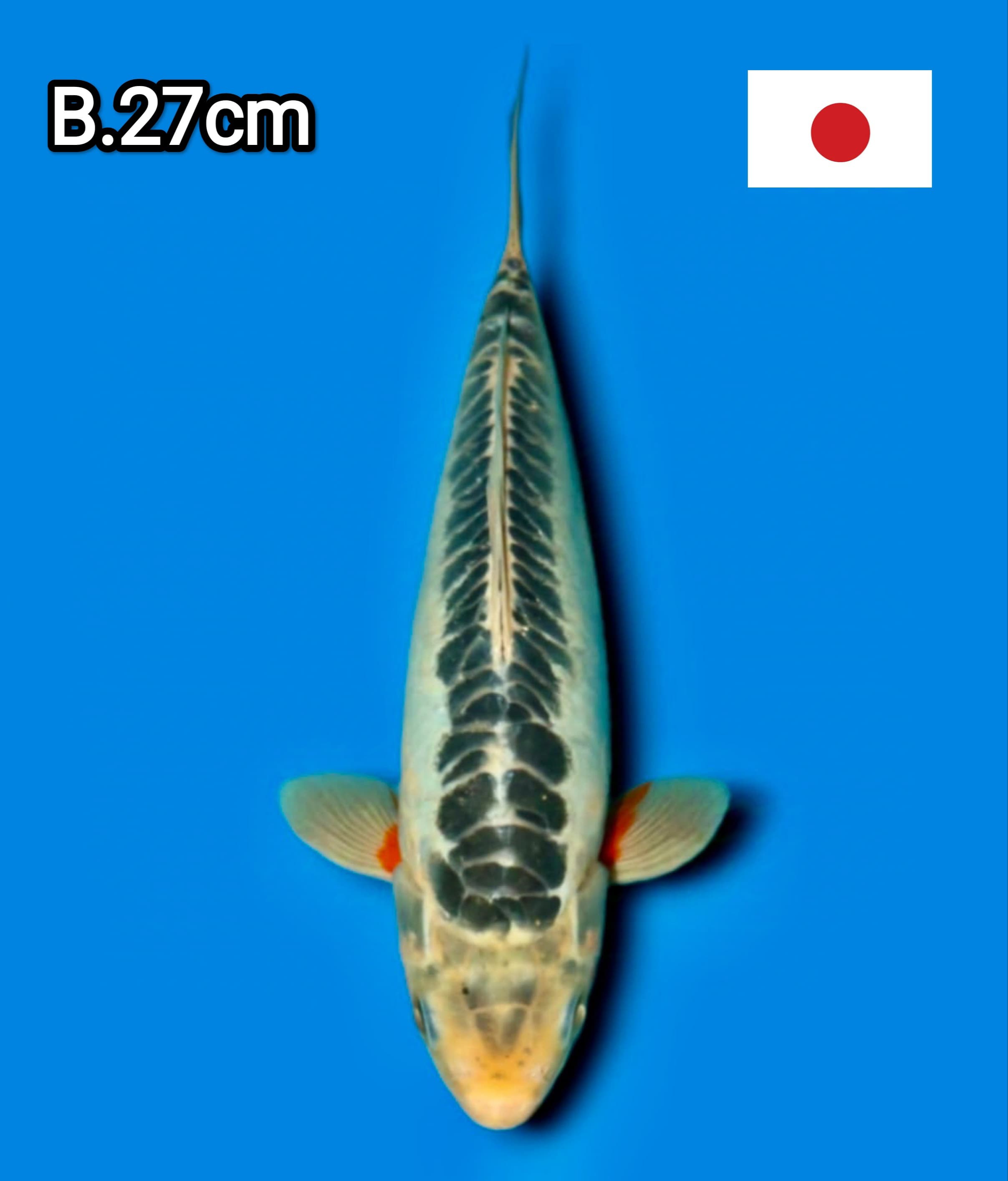 SUPREM QUALITY SHUSUI IMPORT YAMAJU KOI FARM 27cm