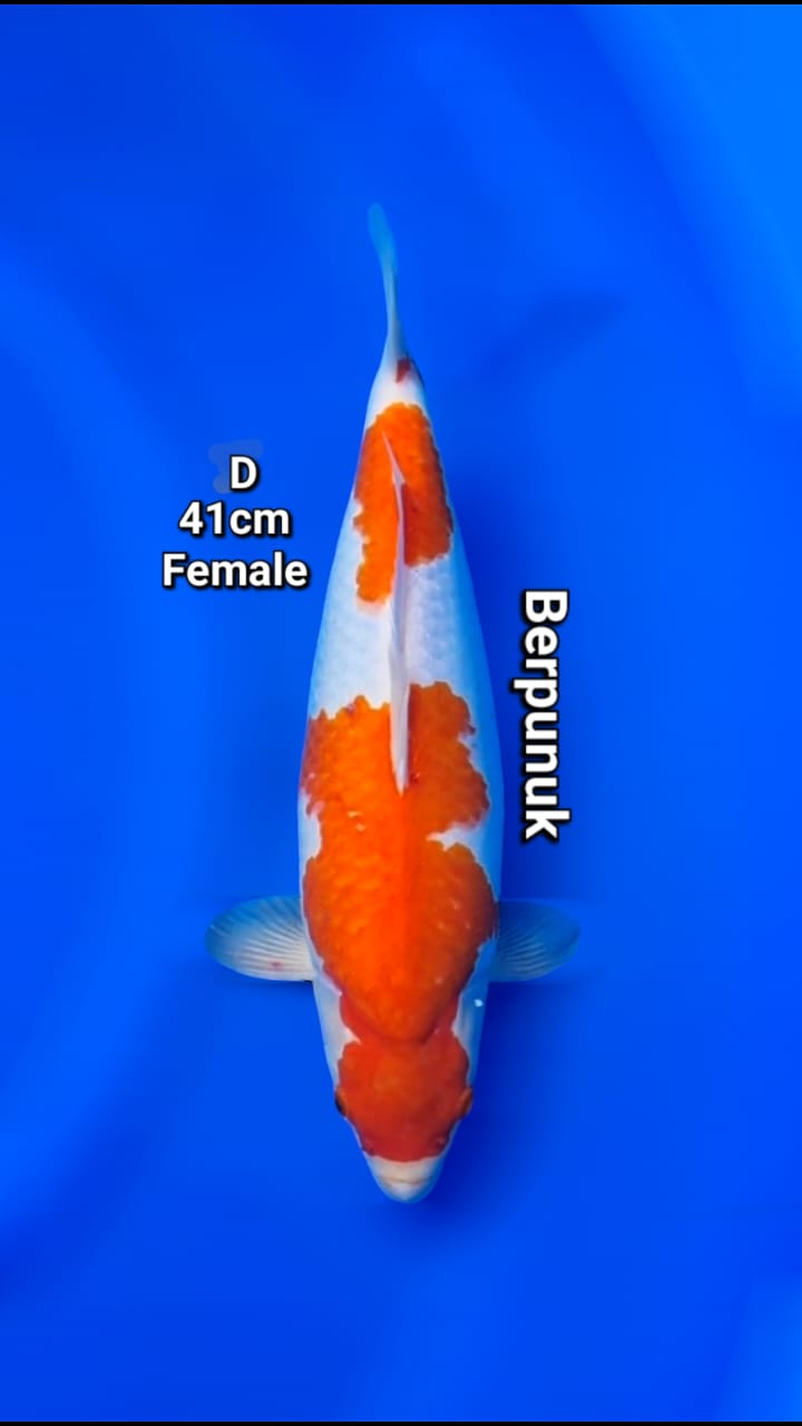 KOHAKUBULKY BODY TEBAL PANGKAL EKOR BESAR 41cm
