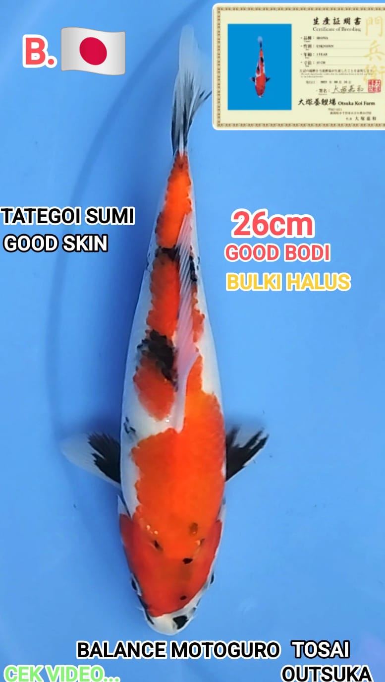 GIANT SHOWA BAHAN KEEP TATEGOI SUMI IMPORT OUTSUKA GOOD BODI HALUS JINTAI INFO VIDEO 26cm