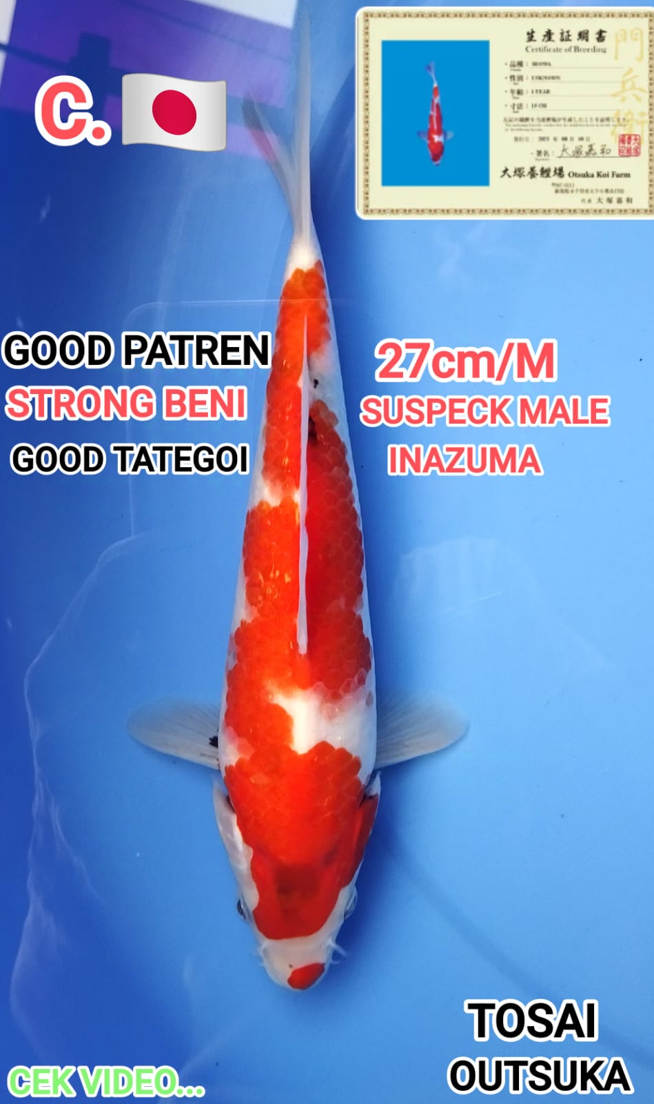 GIANT SHOWA BAHAN KEEP TATEGOI SUMI IMPORT OUTSUKA GOOD BODI HALUS JINTAI INFO VIDEO 27cm