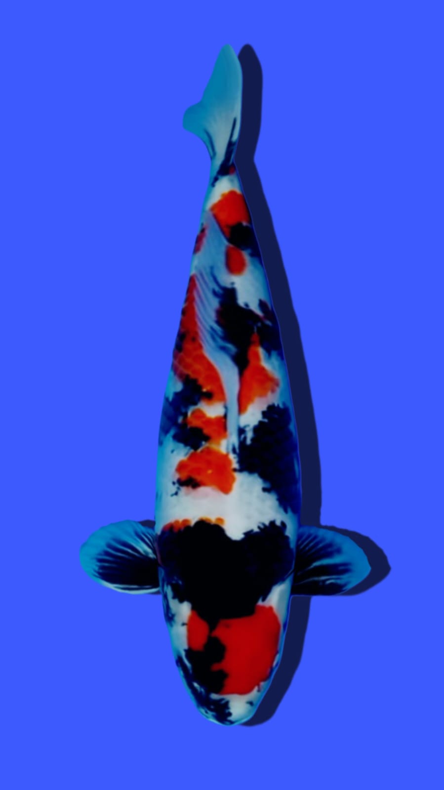 MATUREN SHOWA SANSHOKU 55cm