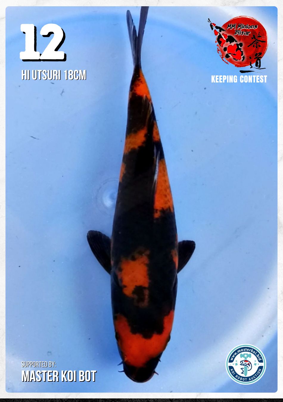 HI UTSURI 18cm