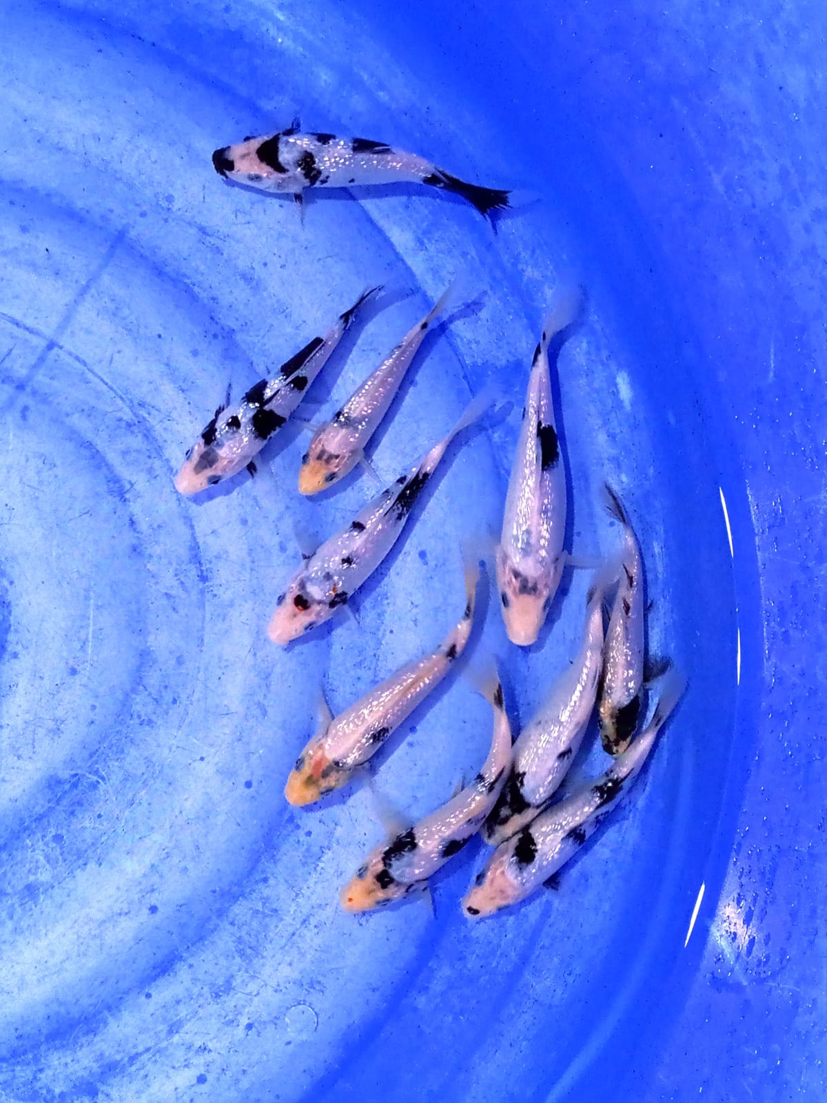SHIRO GINTIN HITAM PEKAT PUTIH 10 EKOR 15 20cm