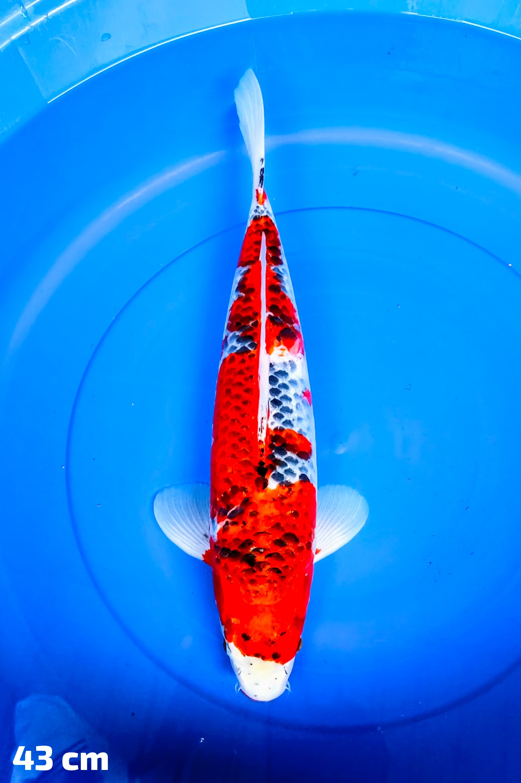 GOSHIKI 43cm