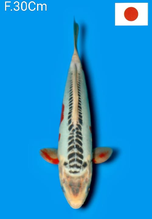 SUPER HQ SHUSUI IMPORT YAMAJU KOI FARM 30cm