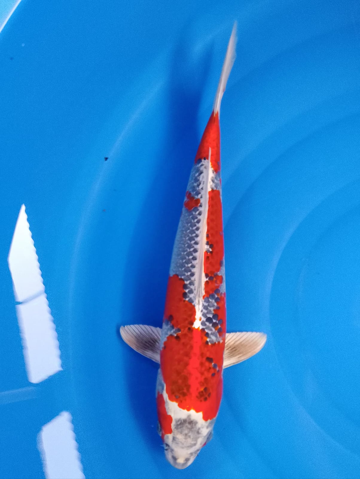 KUJAKU MERAH STRONG 40cm