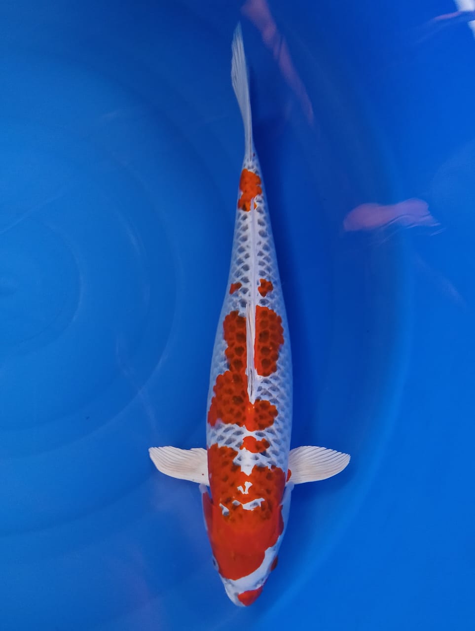 KUJAKU HQ 46cm
