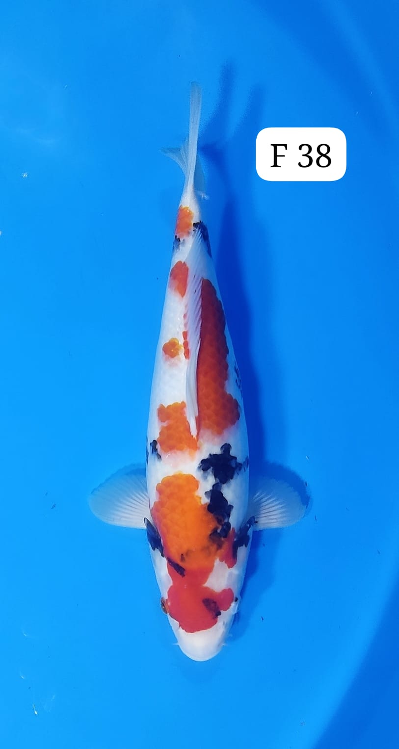 SHOWA F 38cm
