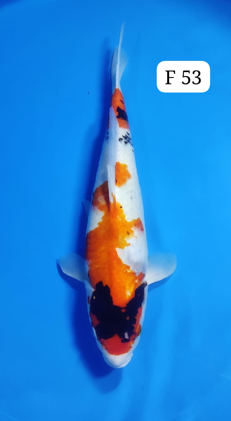 SHOWA F 53cm