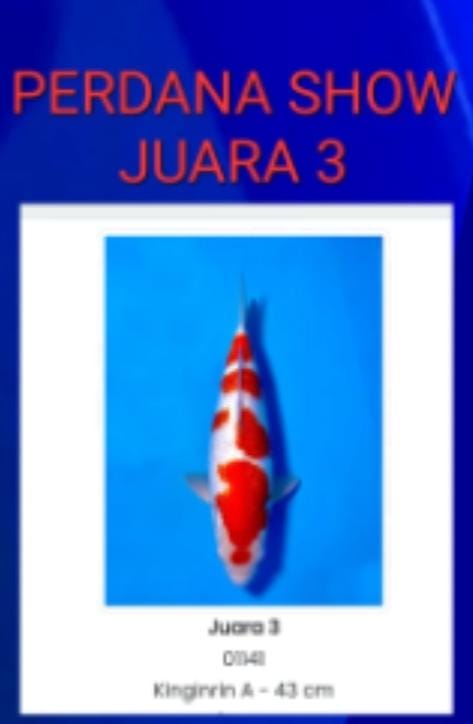 KOHAKU GINDRIN IMPORT 52cm