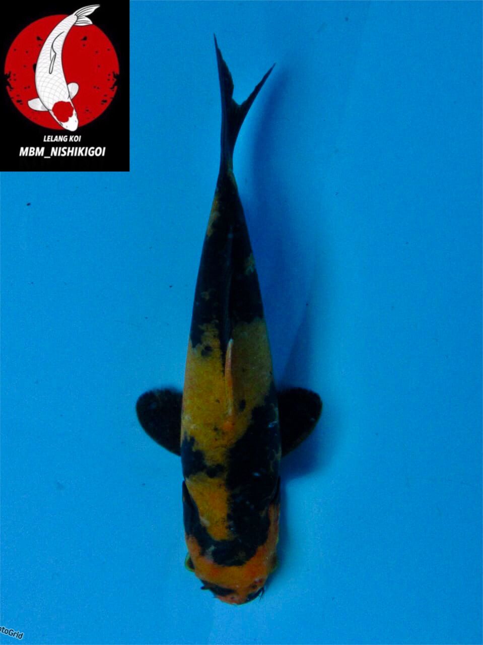 KI UTSURI KUNING F1 SHINODA MALE 13cm