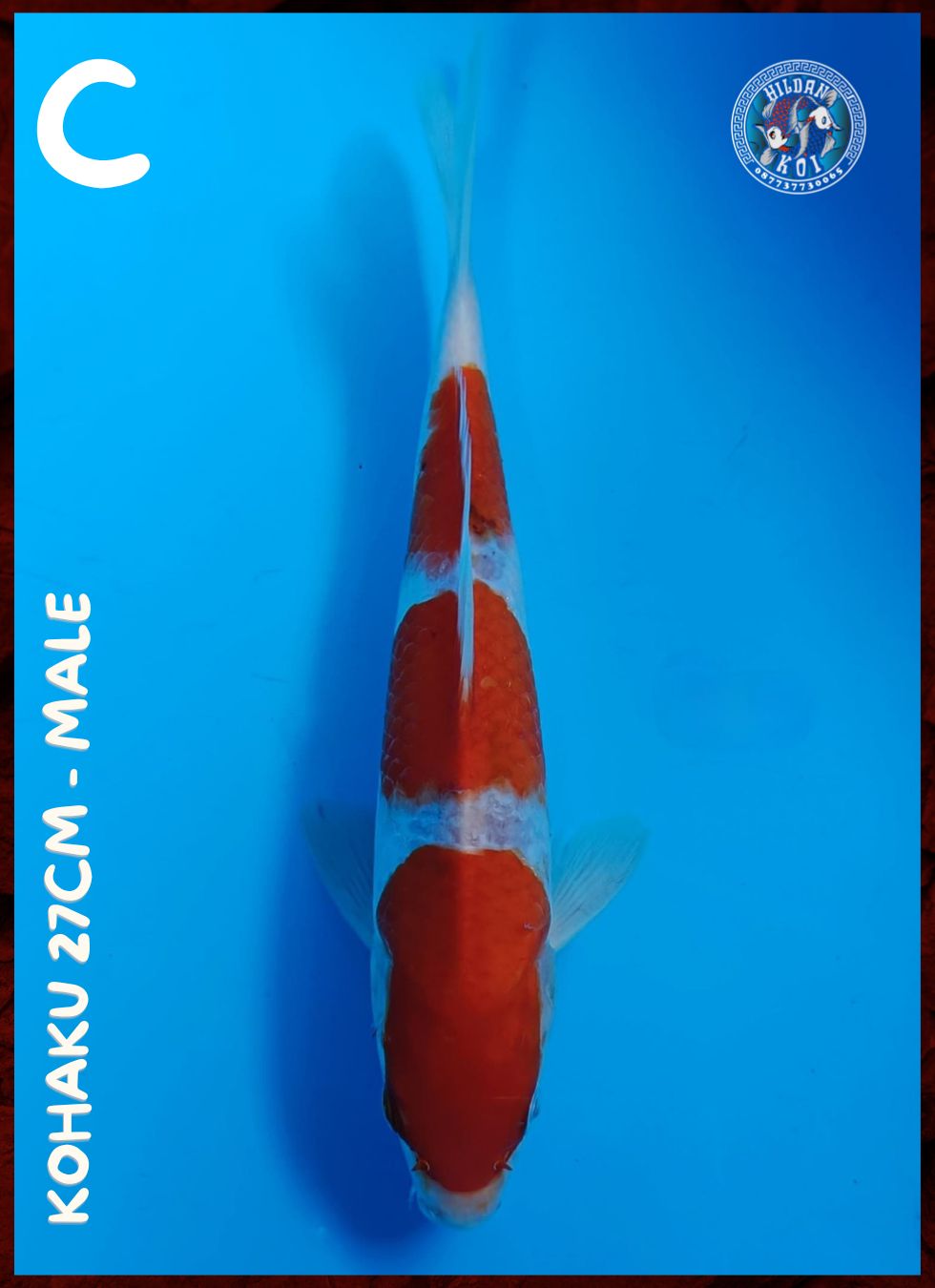 KOHAKU 27cm