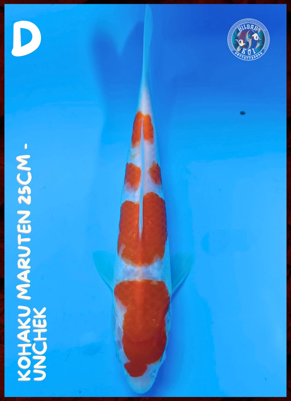 KOHAKU MARUTEN 25cm