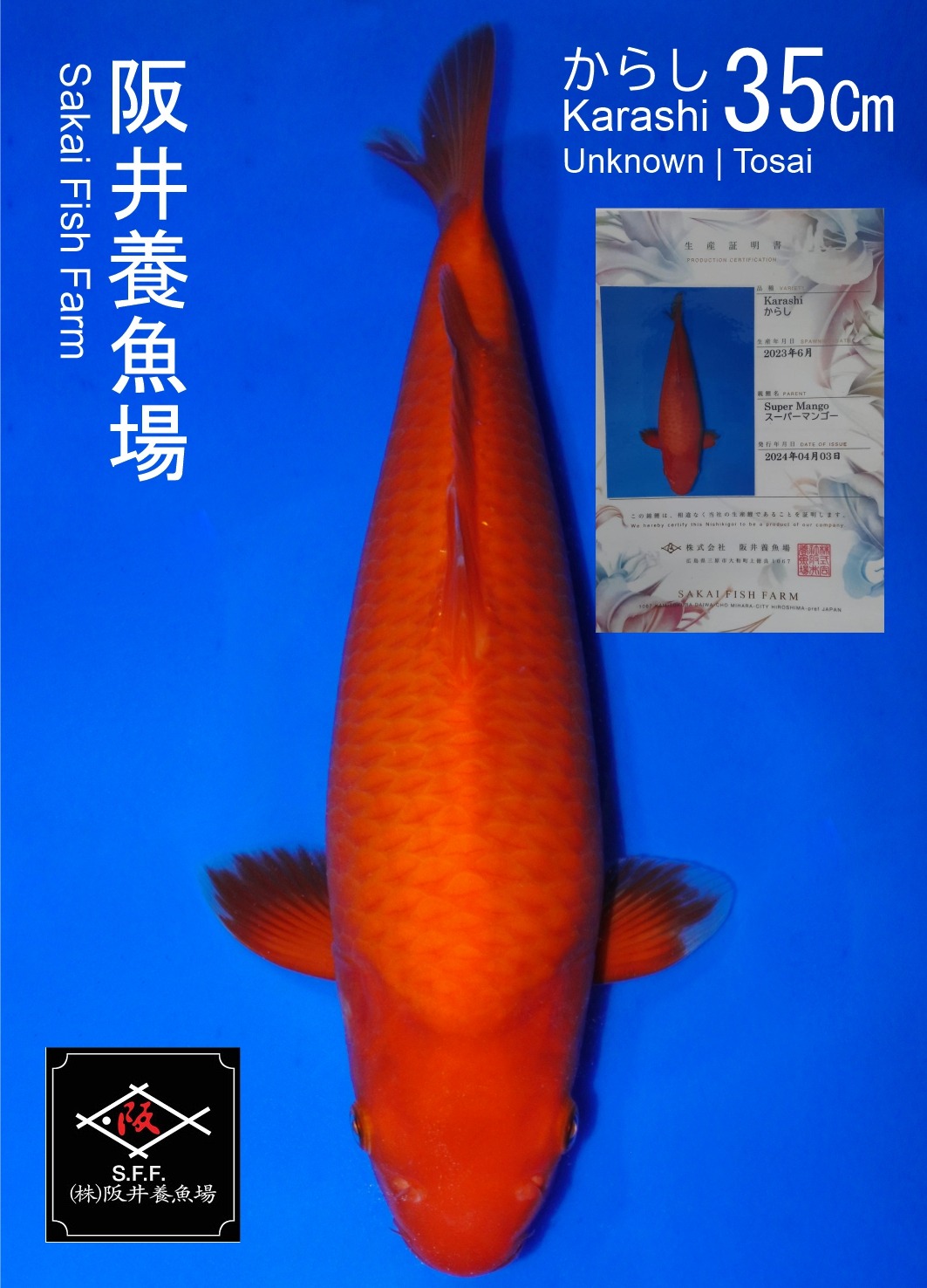 RED KARASHI SAKAI SUPER MANGO 35cm