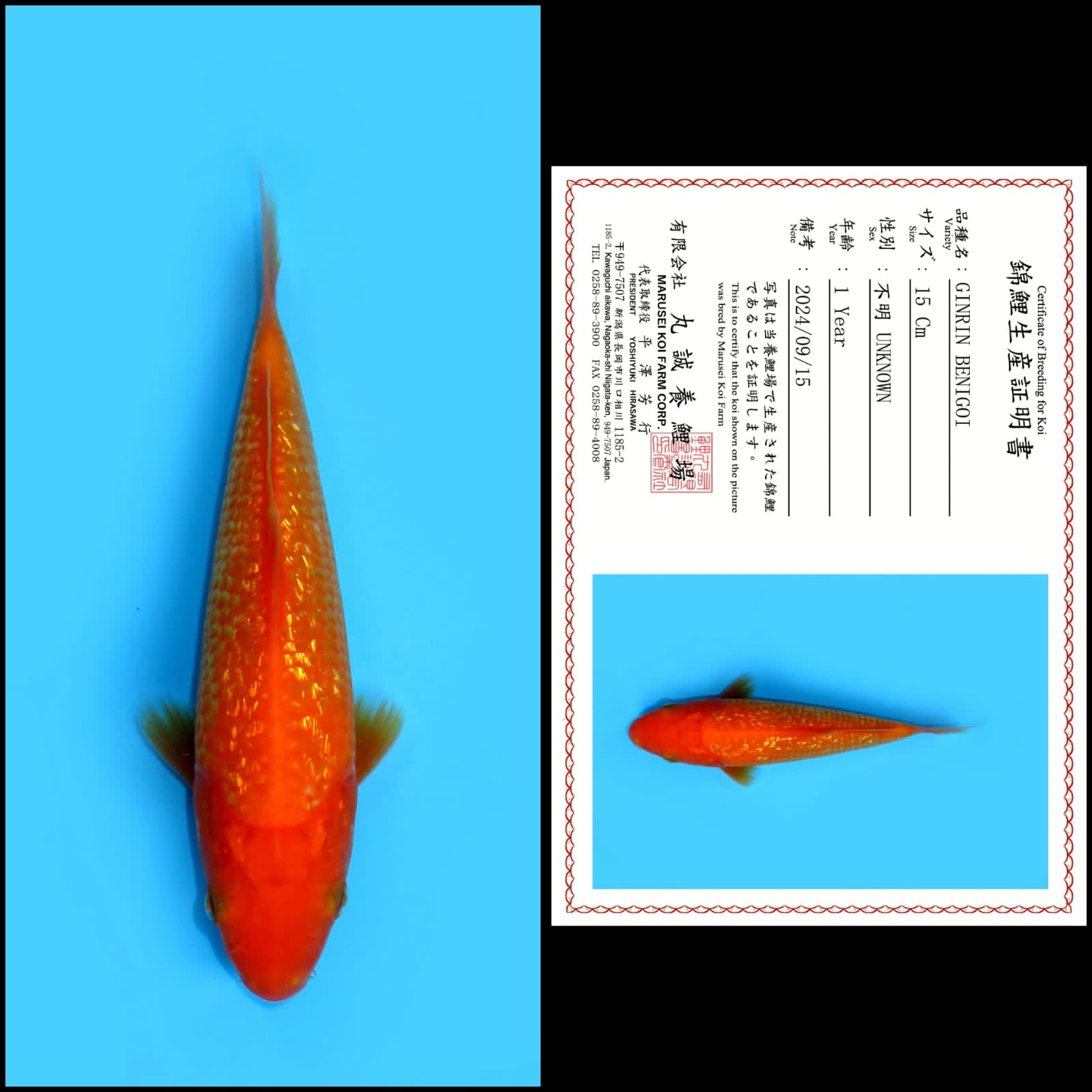 GINGRIN BENIGOI IMPORT MARUSAI MALE 15cm