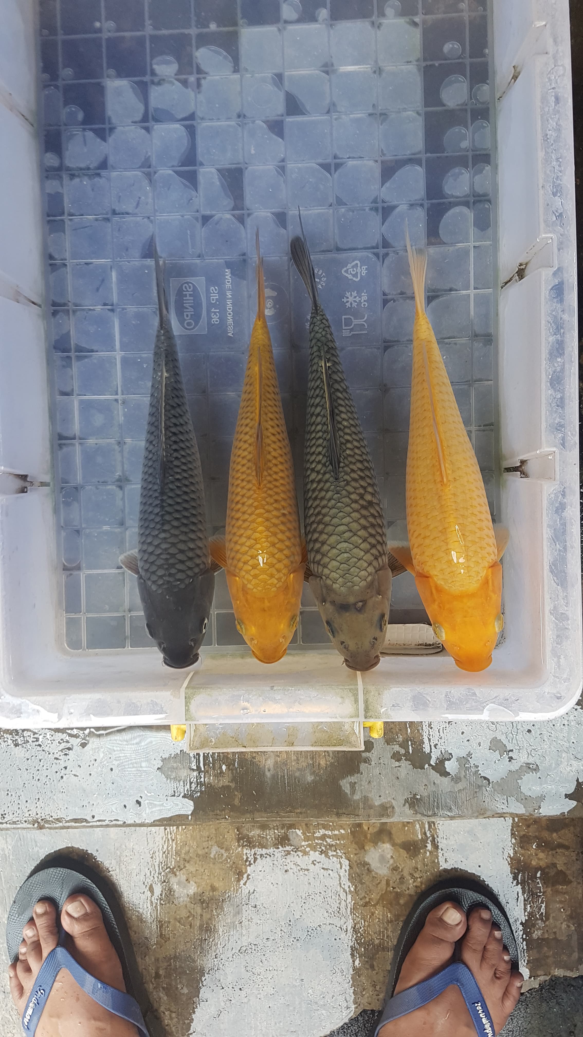 PAKET MIX 4EKORBULKY 2730cm