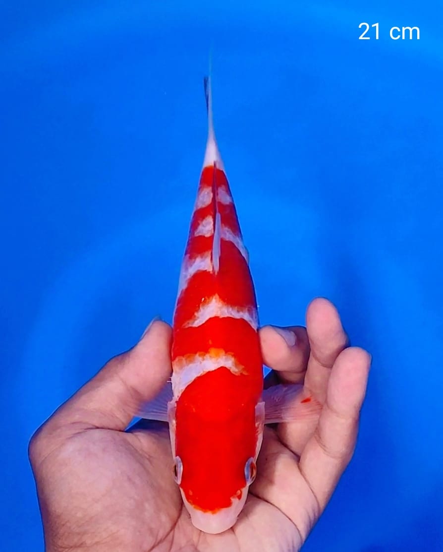KOHAKU INAZUMA 21cm