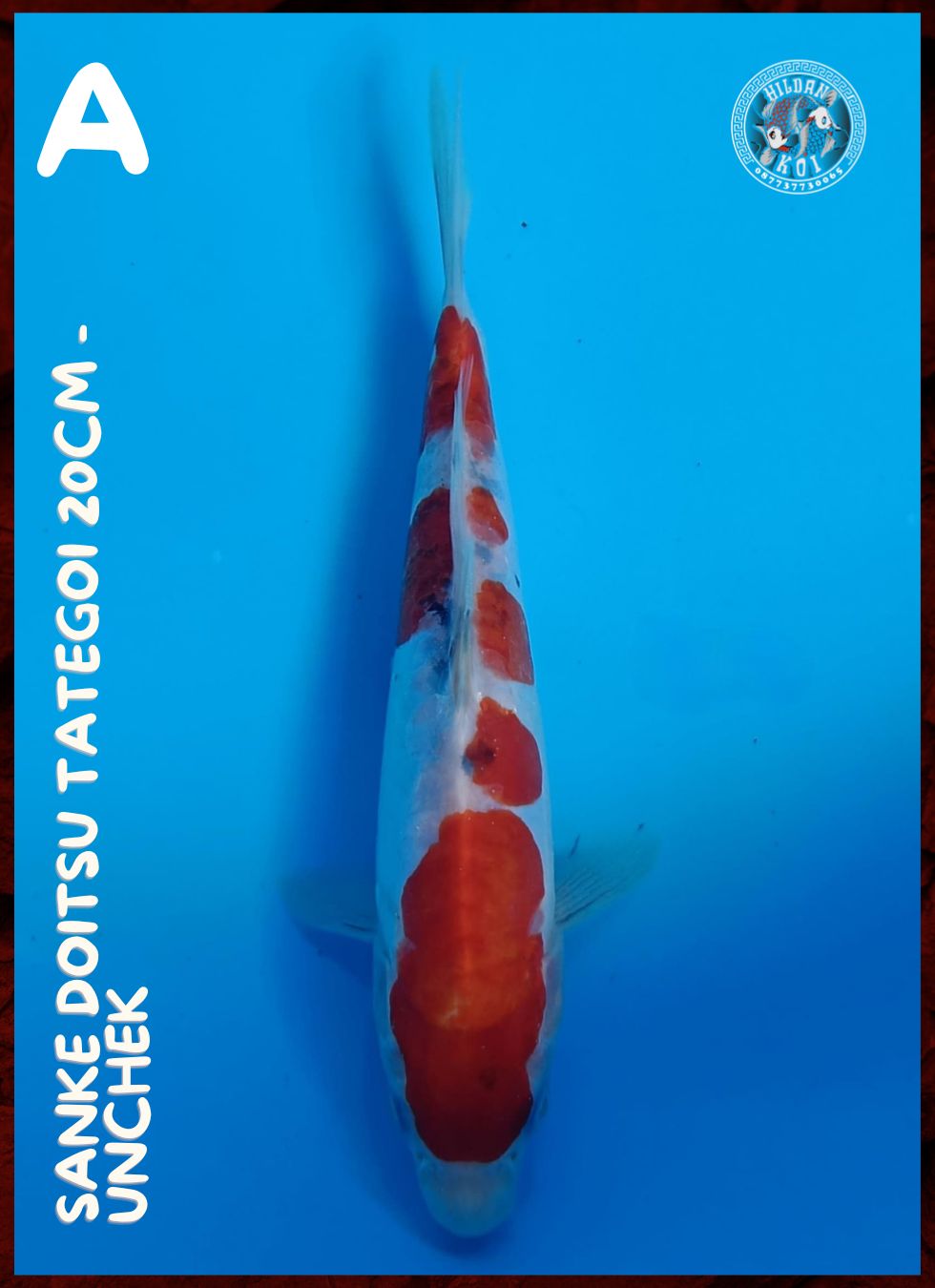 SANKE DOITSU TATEGOI 20cm