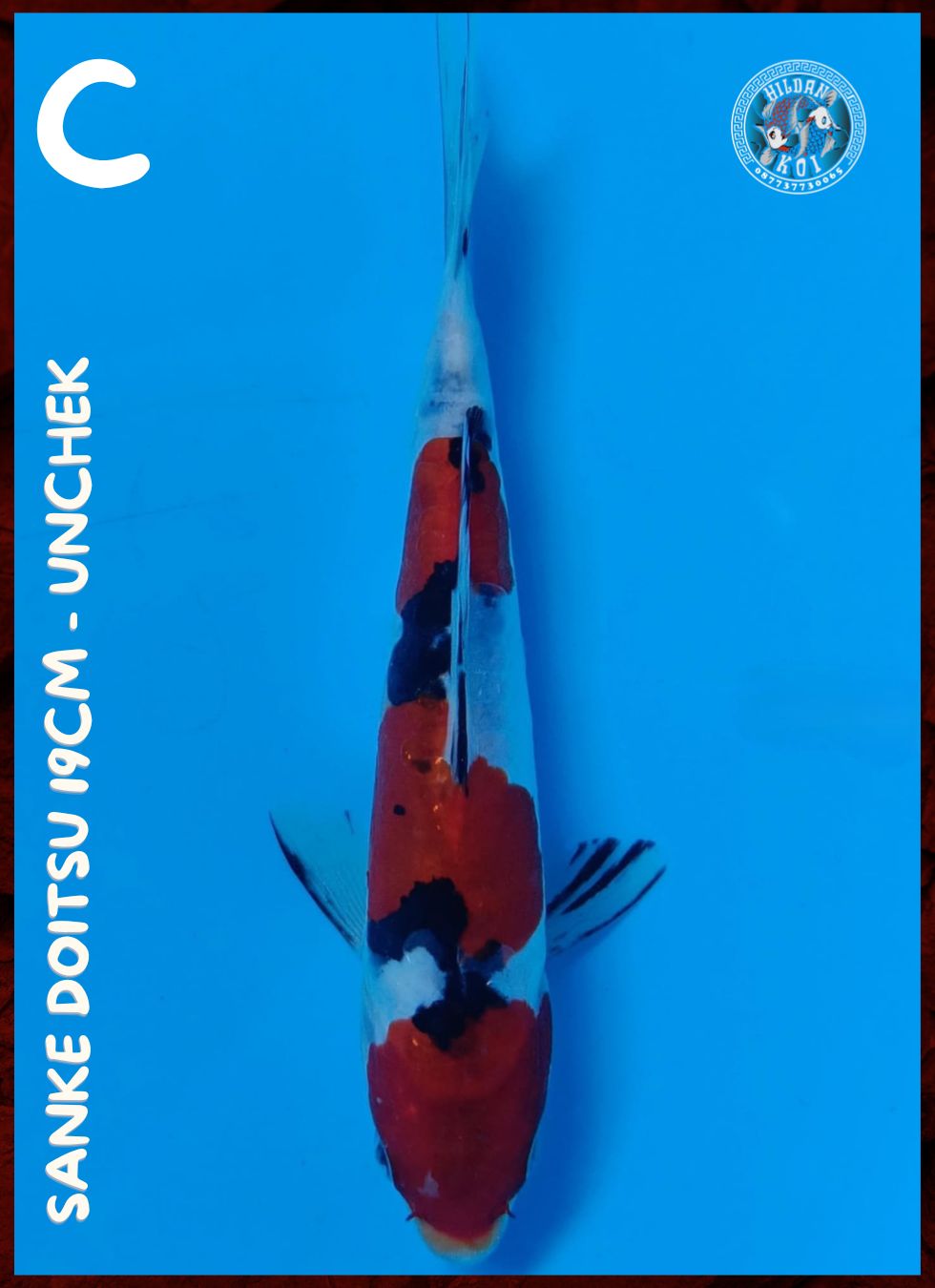 SANKE DOITSU 19cm