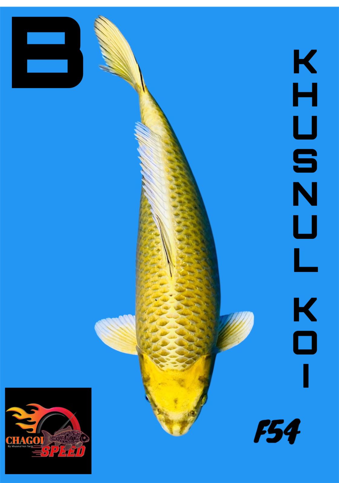YAMABUKI OGON HIKARIBULKY BREEDER KHUSNUL 54cm