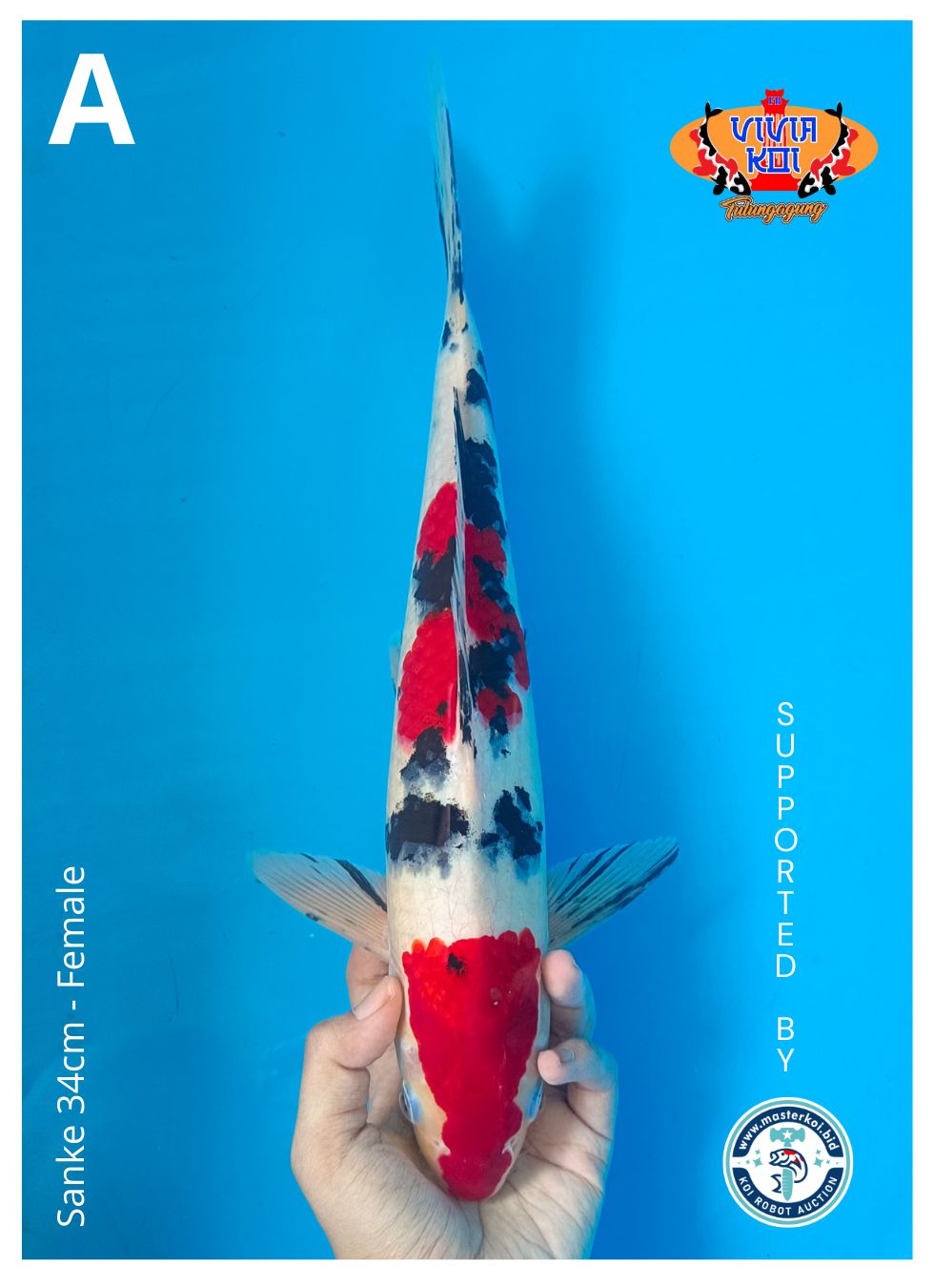 SANKE 34cm