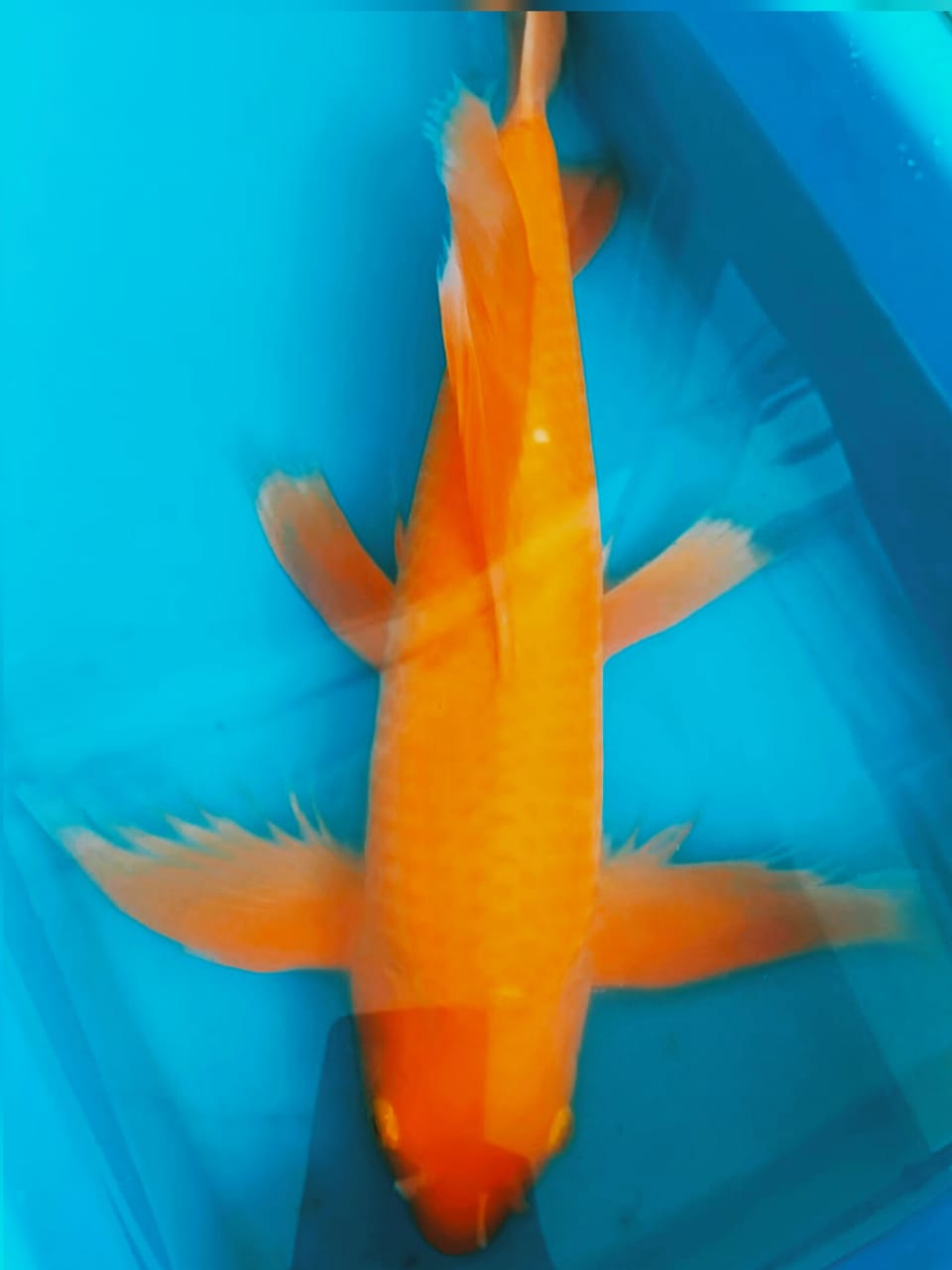 MONSTER PENARI KOLAM RED KARASYI KUMPAY JUMBO MALE 52cm
