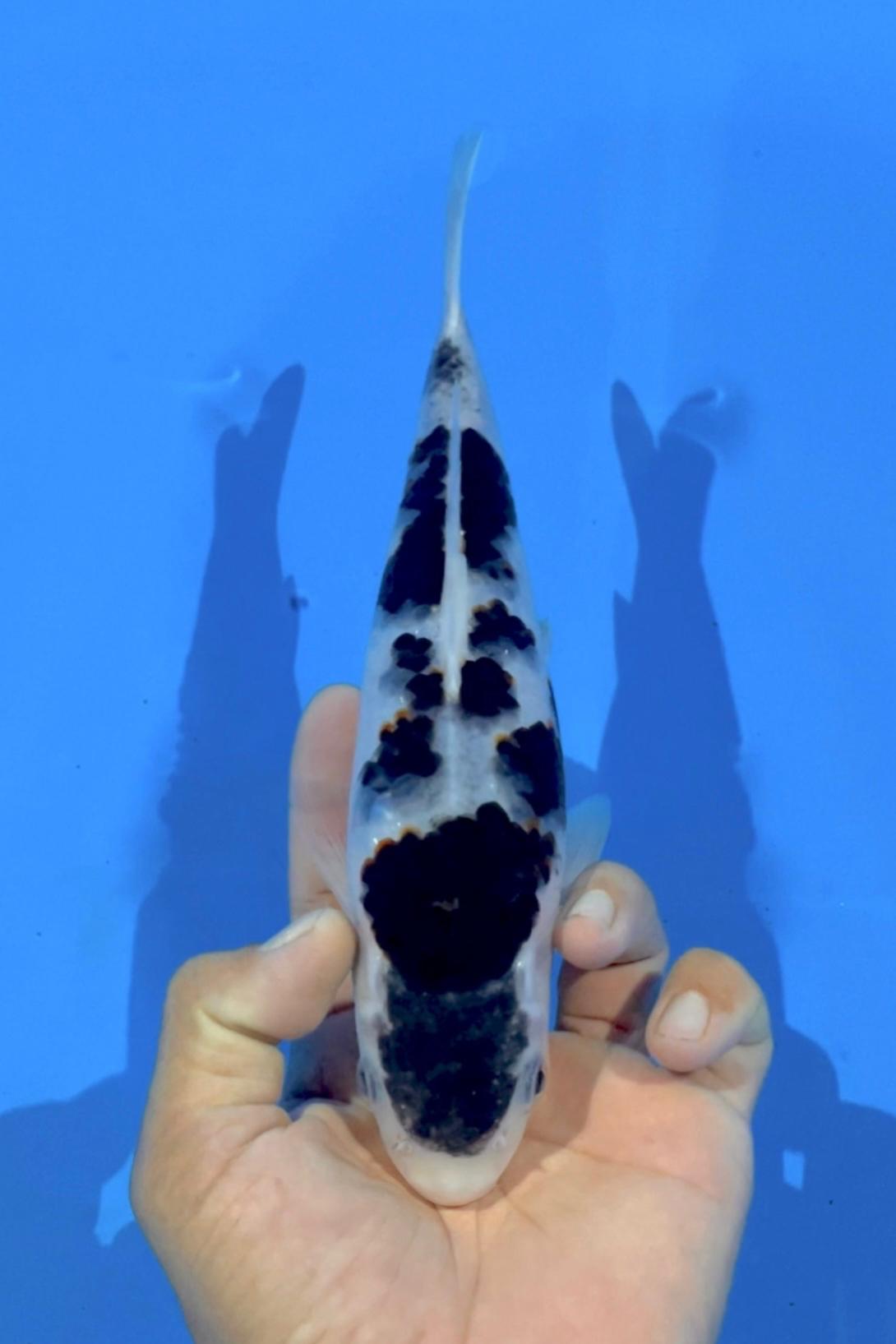 GOROMO 26cm