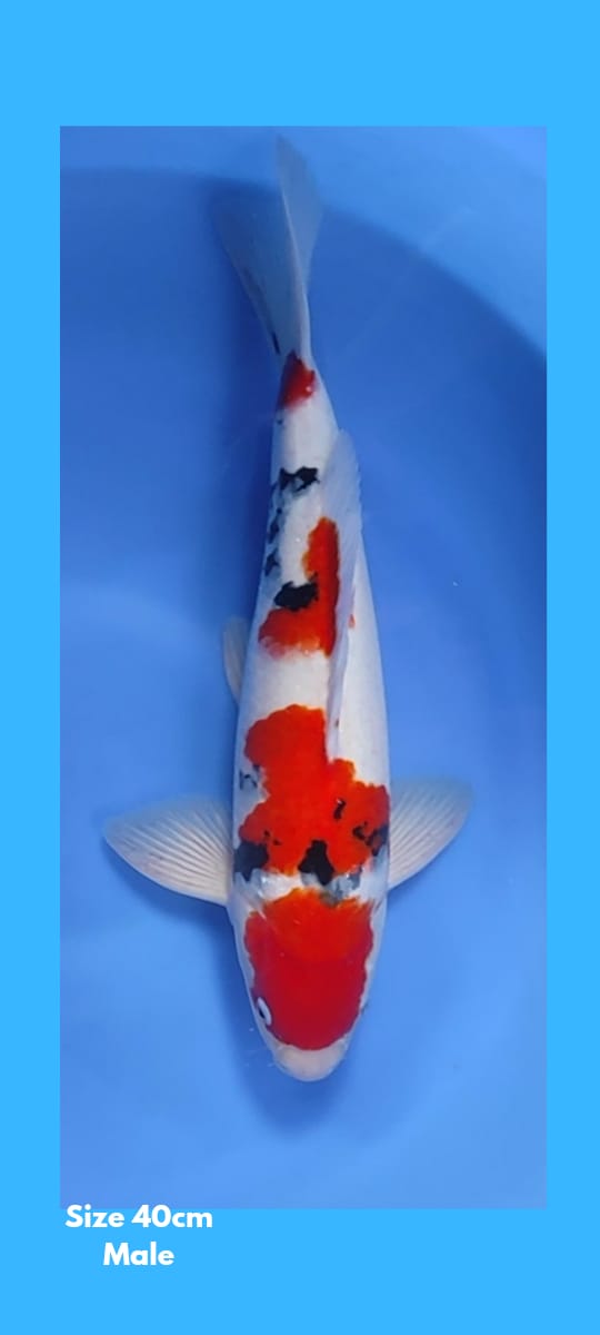 SANKE 40cm