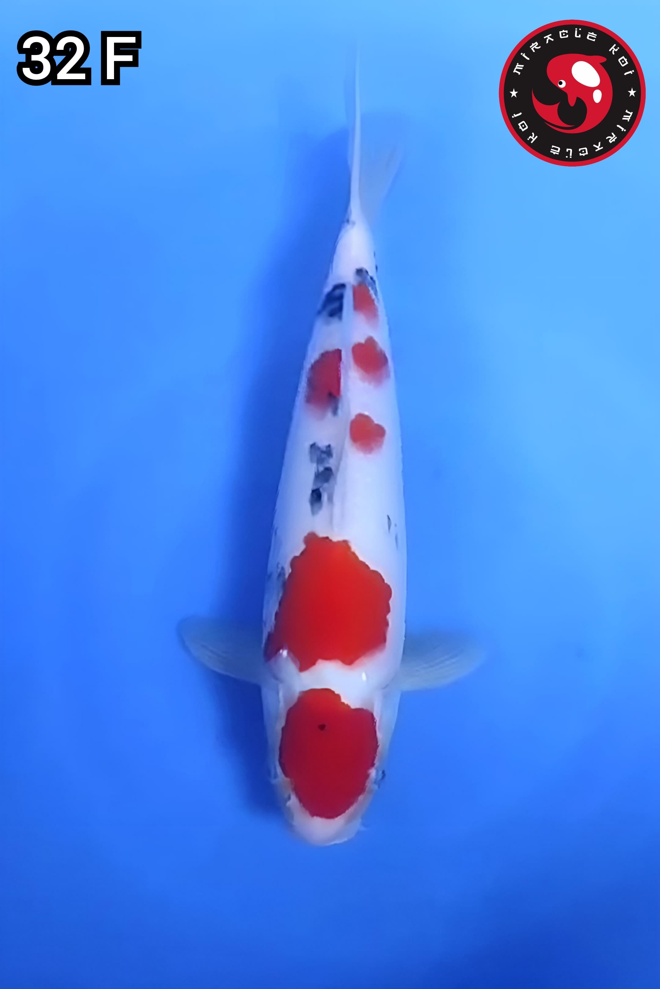 MARUTEN SANKE ORIGINAL 32cm