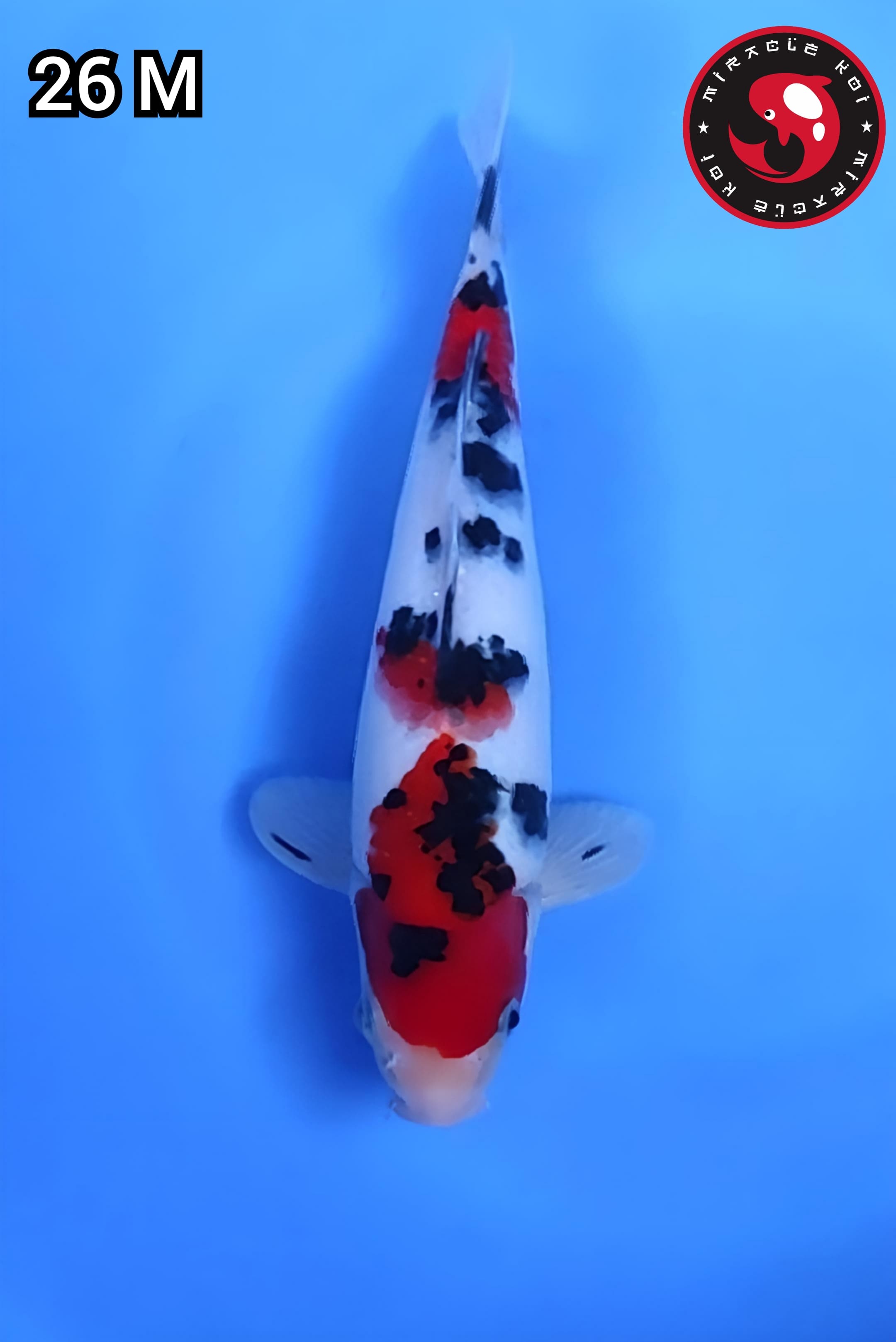 SANKE ORIGINAL CIAMIK 26cm
