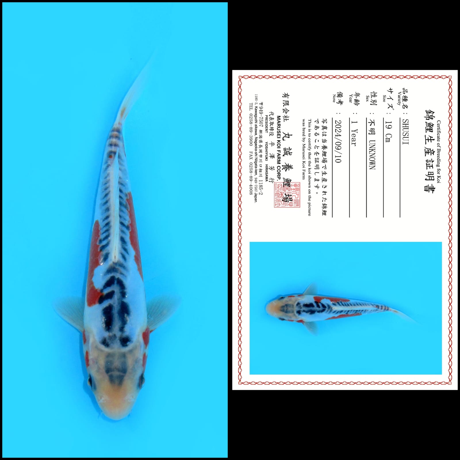 SHUSUI IMPORT MARUSAI MALE 19cm