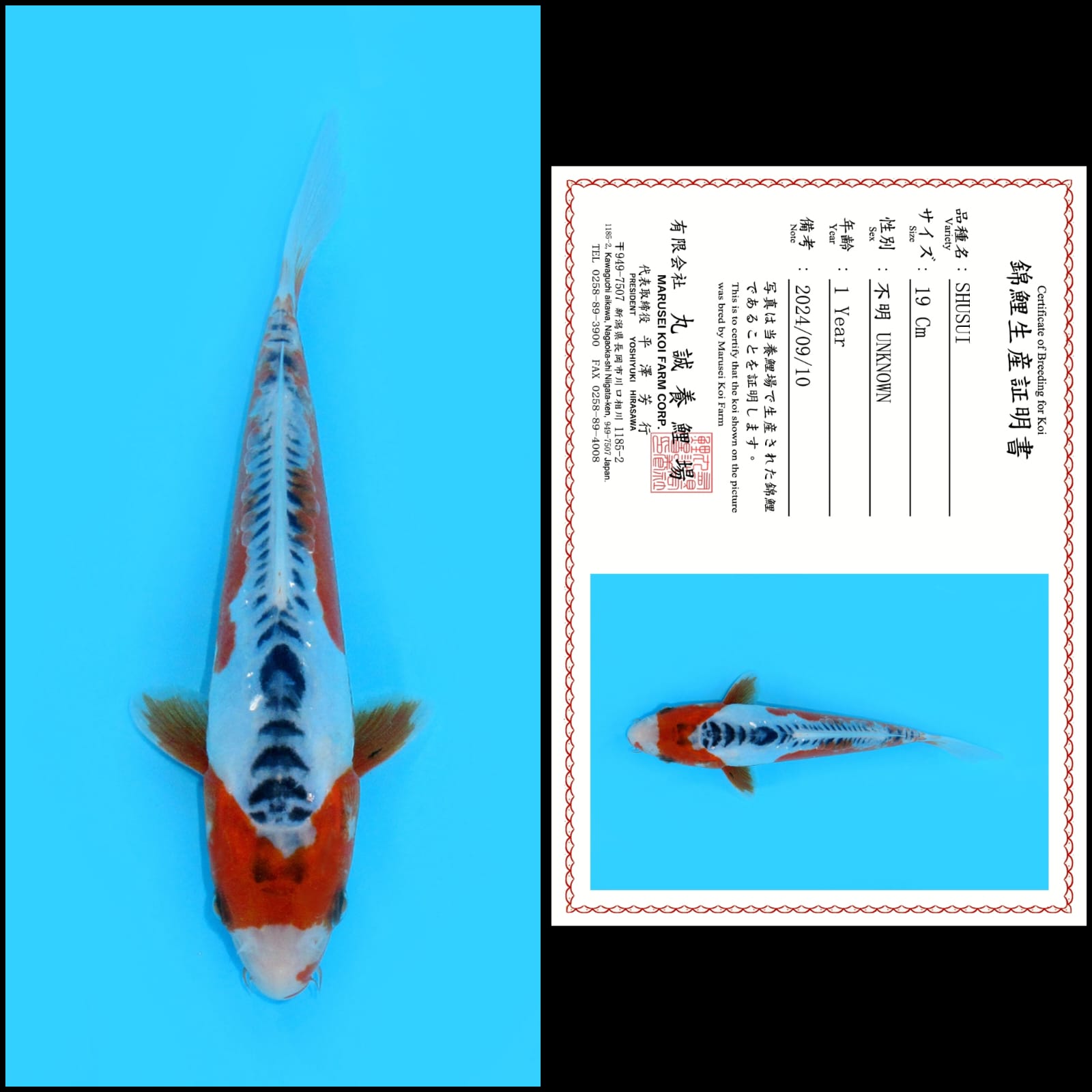 SHUSUI IMPORT MARUSAI MALE 19cm