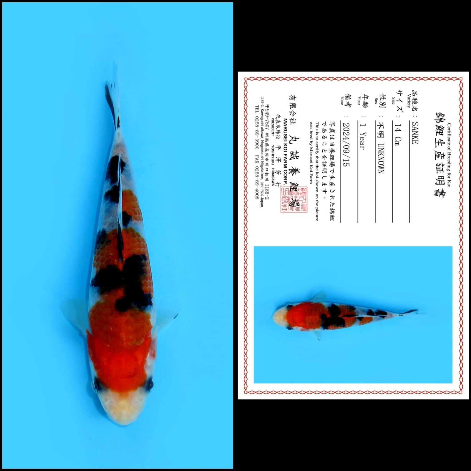SANKE IMPORT MARUSAI MALE 14cm