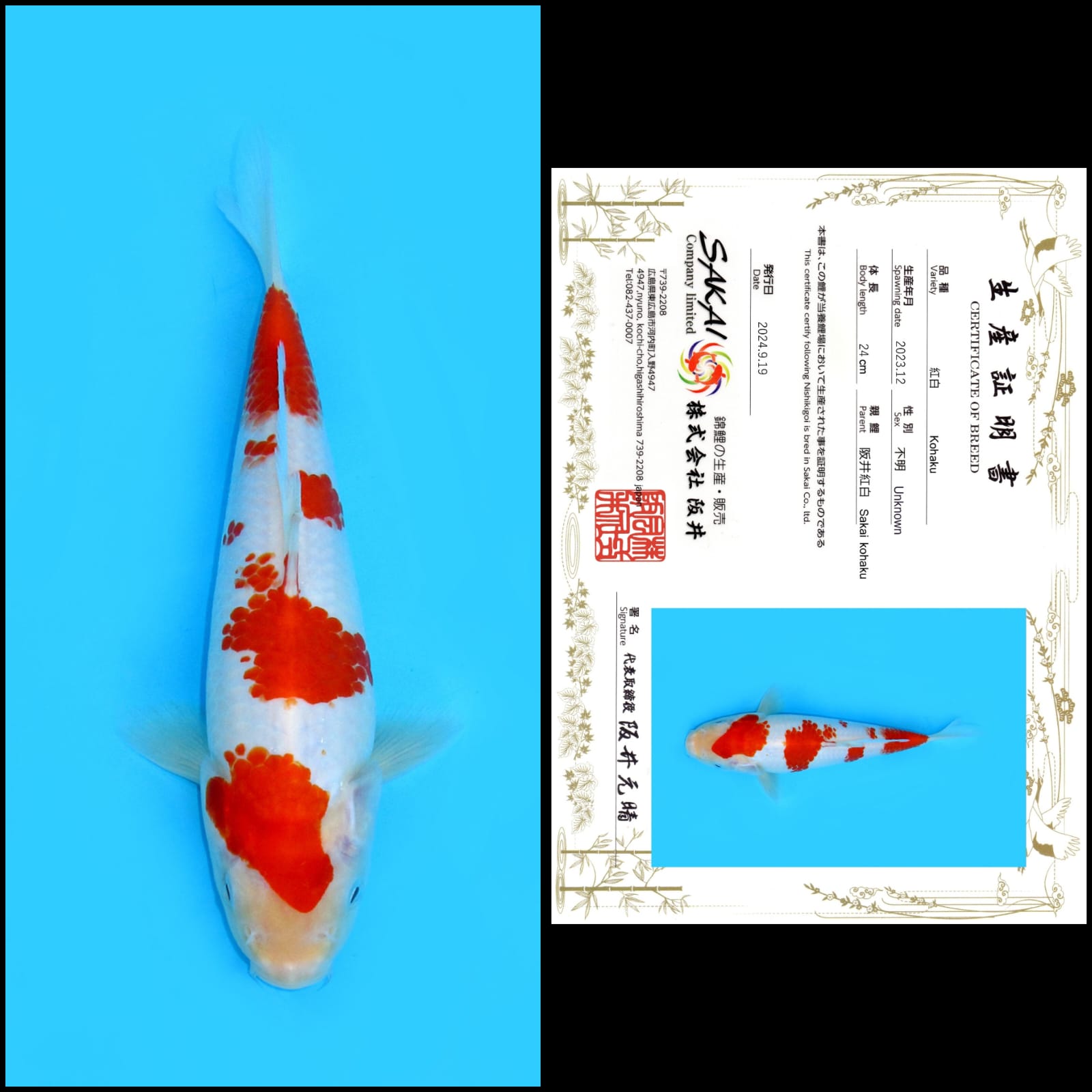 KOHAKU IMPORT SAKAI MALE 24cm