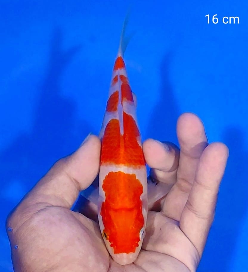 MINION KOHAKU 16cm