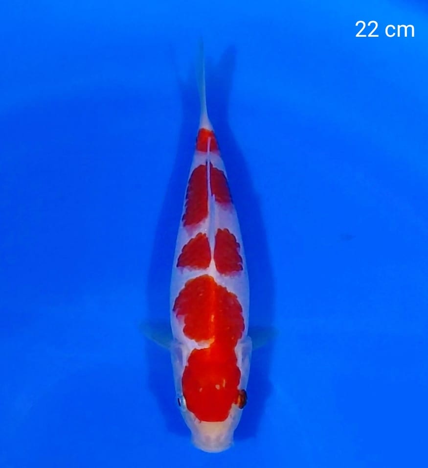 KOHAKU 22cm