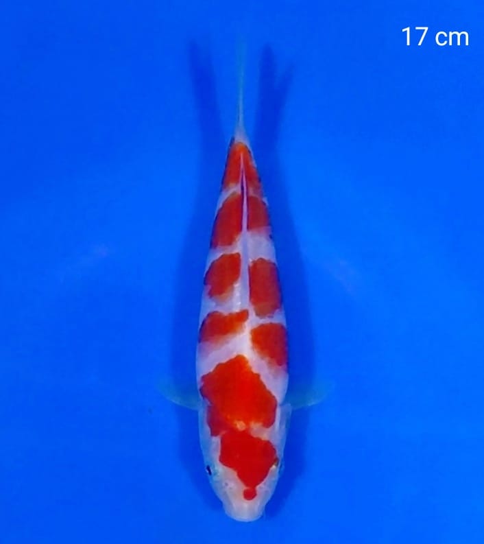 MINION KOHAKU 17cm